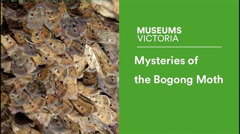 Mysteries Of The Bogong Moth Youtube