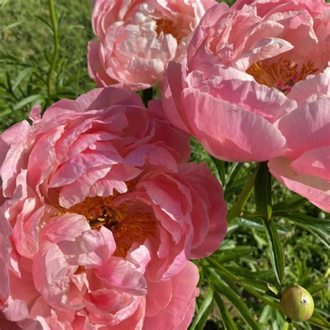 Paeonia Coral Supreme Slovensketrvalky Sk