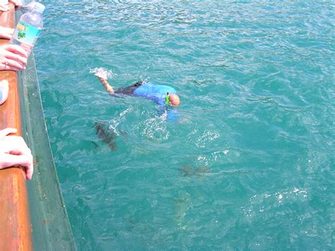 Snorkeling Whitsunday Islands | brewbooks | Flickr