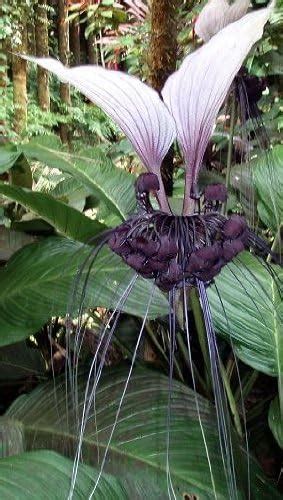 Tacca Integrifolia 20 Samen Fledermausblume Bat Plant Purpur