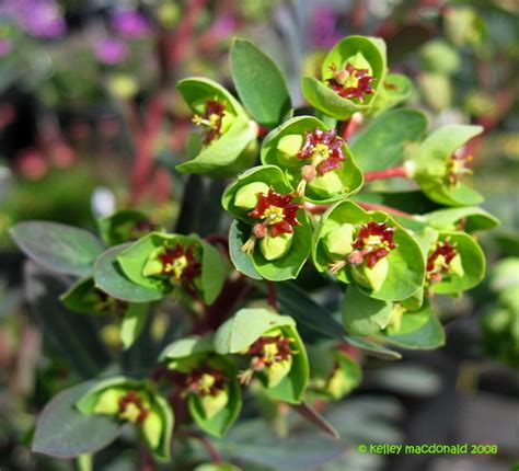 Plantfiles Pictures Euphorbia Species Martins Spurge Wood Spurge