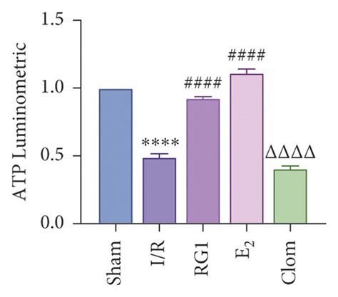 Ginsenoside Rg Activates Er Upregulates Yap Expression And