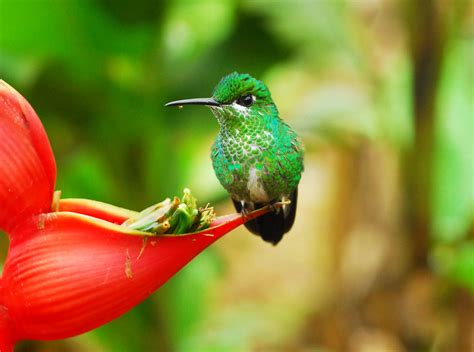 Green Crowned Brilliant Heliodoxa Jacula Costa Rica GRID Arendal