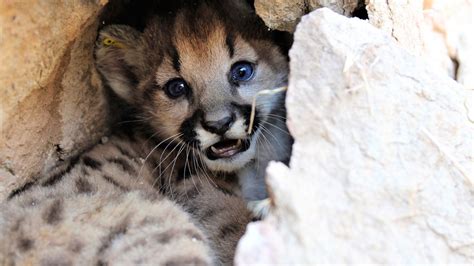 GALLERY: 4 mountain lion kittens born in Santa Monica Mountains