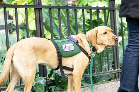 Yellow Labrador Retriever Service Dog Stock Photo - Download Image Now - iStock