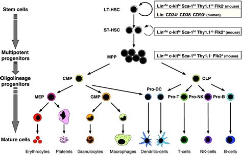 Normal And Leukemic Hematopoiesis Are Leukemias A Stem Cell Disorder