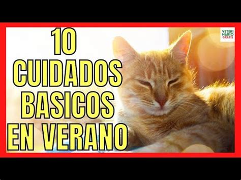 Consejos Para Mantener Fresco A Tu Gato En Verano