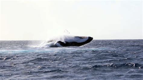 Explore Niue Tours At Tuaga Lodge Whale Swim Tours Niue