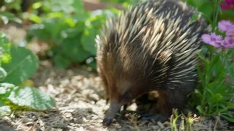 Australian Short Beaked Echidna Foraging Stock Video Pond