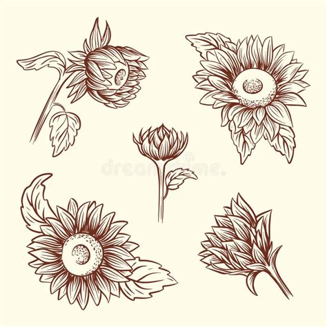 Set Of Hand Drawn Sunflowers In Sketch Style Vector Illustration Stock