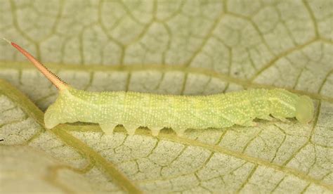 7885 Virginia Creeper Sphinx Darapsa Myron Second Instar Photo