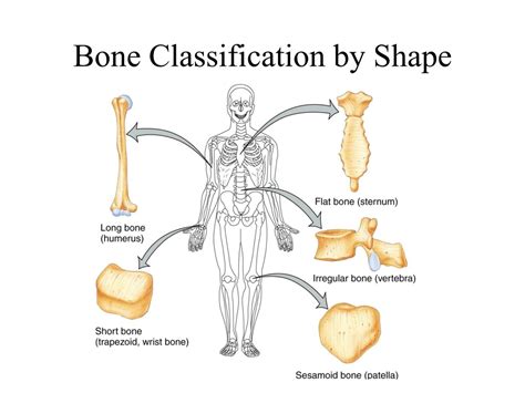 Ppt Skeletal System Powerpoint Presentation Free Download Id 9187818