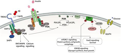 Frontiers Altered Insulin Signaling In Alzheimers Disease Brain