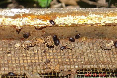 Not Only Magggots Wax Moth Larva I Think But Lots Of Small Hive