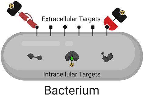 Ijms Free Full Text Radiochemical Approaches To Imaging Bacterial