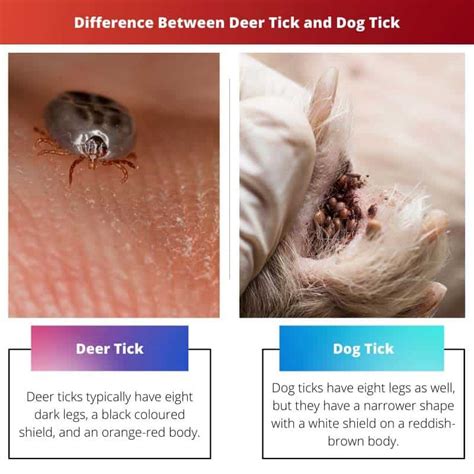 Deer Tick Vs Dog Tick Difference And Comparison