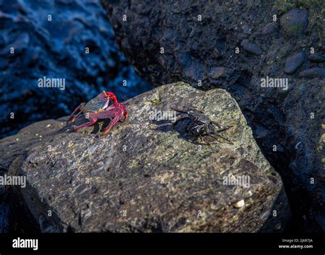 Mangrove Crabs Hi Res Stock Photography And Images Alamy