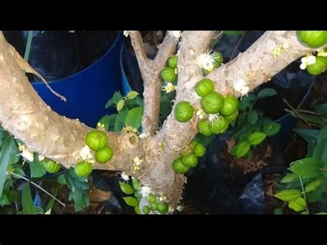 Frut Feras Produzindo Em Vaso Jabuticaba Graviola Pinha Sapoti Goiaba