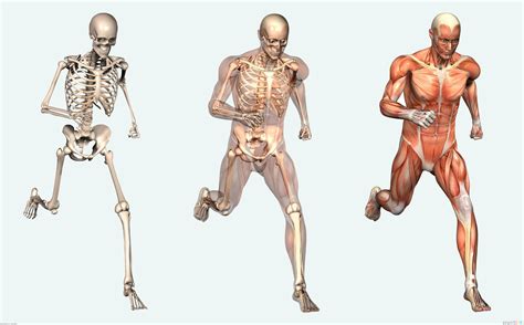 Curiosidades Del Cuerpo Humano Que Quiz Desconoc As Autofarma