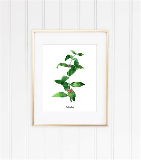 Coffee Plant Watercolor Botanical Illustration, Kitchen and Home Wall Art Decor, Watercolor ...