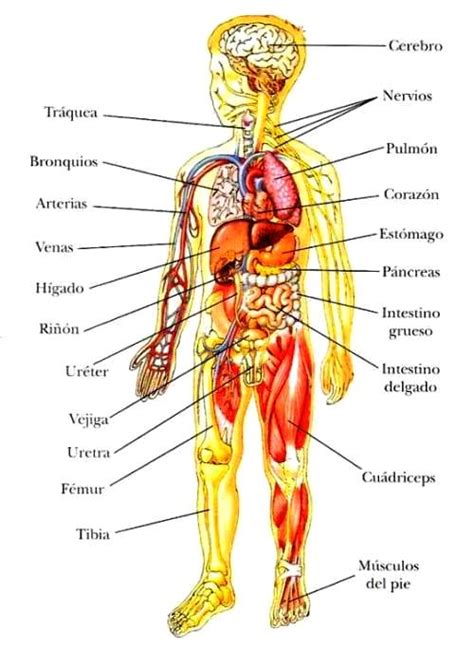 Ideas De Organos Del Cuerpo Sistemas Del Cuerpo Cuerpo Humano Images