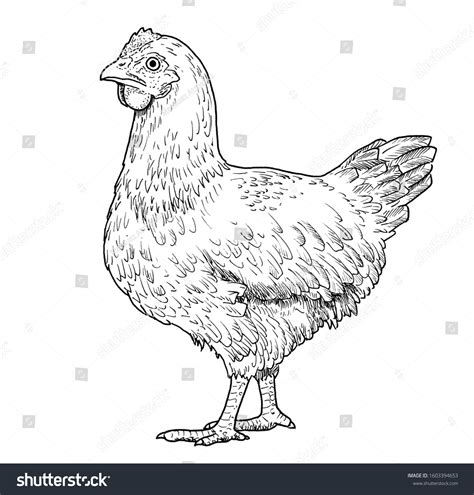 Drawing Hen Sketch Adult Female Chicken Stock Illustration 1603394653 ...