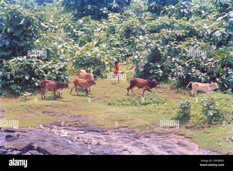 Cows Grazing In Green Pastures Of Maharashtra India Stock Photo Alamy