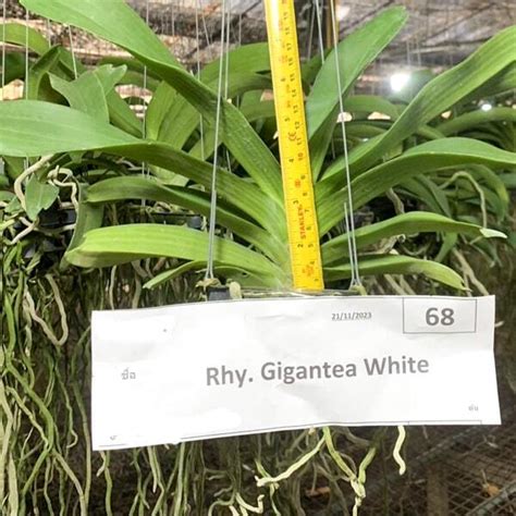 Орхидея ринхостилис Rhy Gigantea Ply купить за 2 400 ₽ Adeniumland