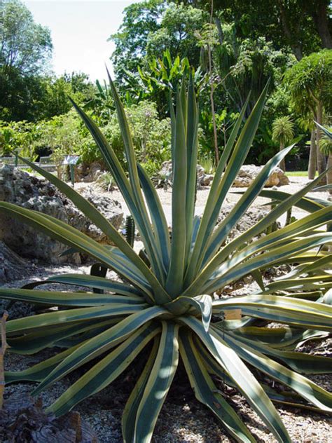 Xl Variegated Arizona Star Soft Leaf Agave Plant Agave Weberi Urban