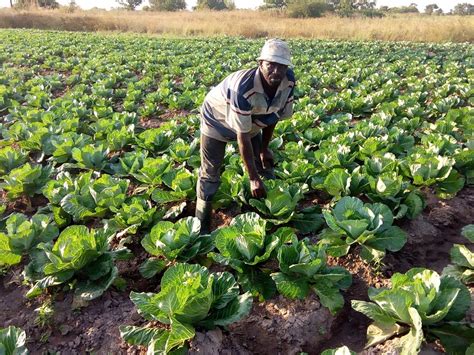 Gcb Bank Invests Us 66m In Ghana’s Agricultural Sector Farmers Review Africa