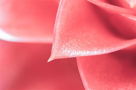 Premium Photo | Pink flower petals background