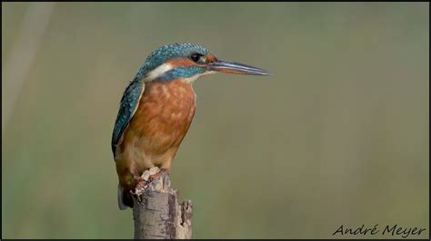 Martin pêcheur Kingfisher Eisvogel Martin pescatore Flickr