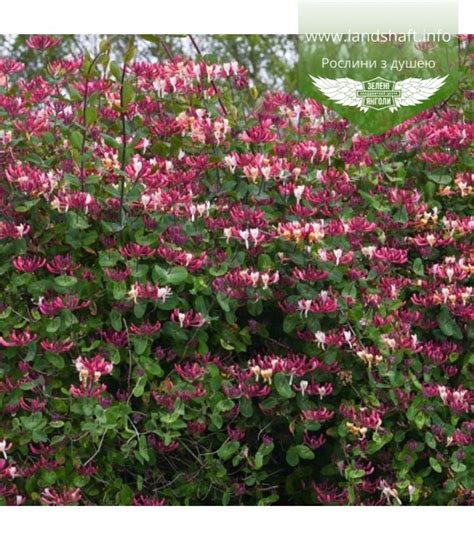 Lonicera periclymenum 'Belgica Select', Жимолость плетистая 'Бельгика ...