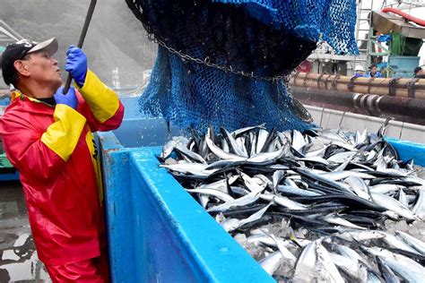 待望のサンマ初水揚げ、秋の「主力」港に活気〜釜石魚市場、昨年の倍以上 かまいし情報ポータルサイト〜縁とらんす