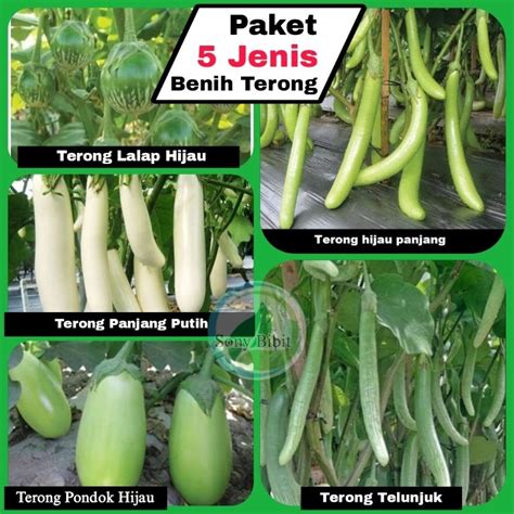 Jual Paket Macam Jenis Benih Terong Hijau Sayuran Kemasan Ekonomis