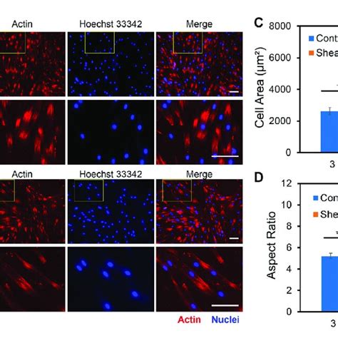 Effects Of Orbital Shear Stress On HMSCs Morphology Change