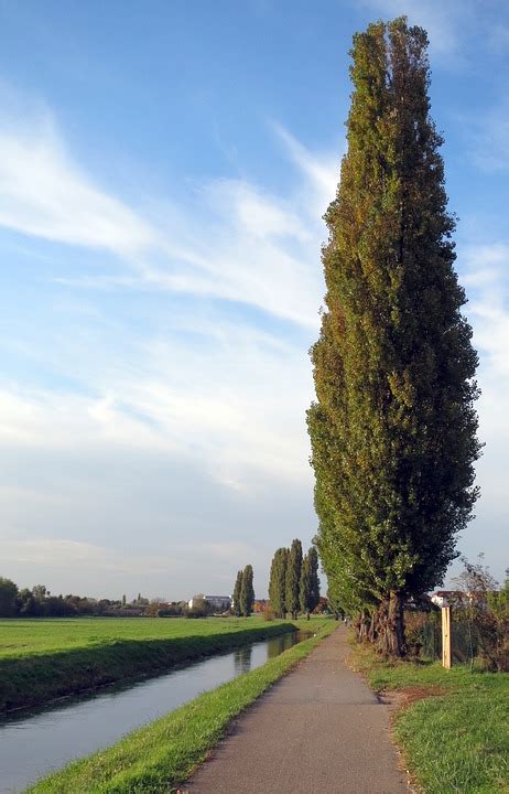 Poplar Tree Lombardy · Free photo on Pixabay