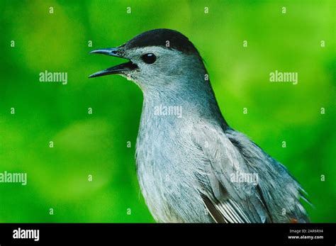 Gray Catbird Singing Up Close Stock Photo Alamy