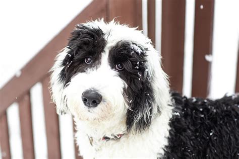Black And White Sheepadoodle Puppy Standing In The Snow For The First