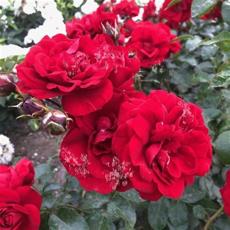 Rosier Grimpant Amadeus Rosa X Grimpant Amadeus