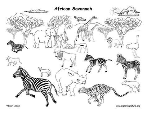 African Grassland Animals (Labeled) – Coloring Nature