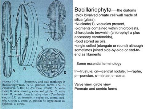 Bacillariophyta—the Diatoms