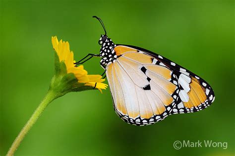 Butterflies of Singapore: Life History of the Plain Tiger