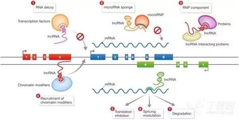 Lncrna研究套路，你未必知道！ Pcr技术讨论版 丁香园论坛