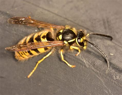 14 Common Wasps Hornets In Texas ID Guide Bird Watching HQ