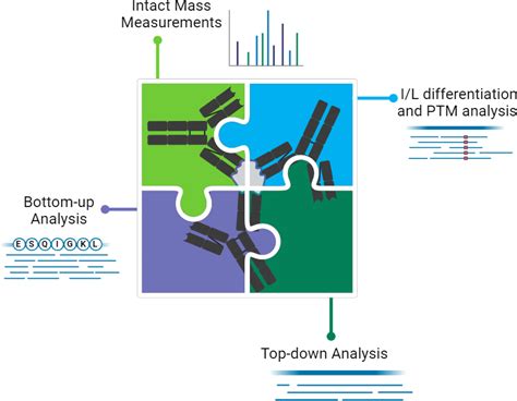 Polyclonal Antibody Sequencing Service Bioinformatics Solutions Inc