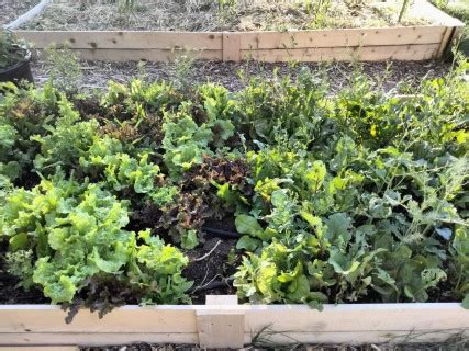 How To Maintain A Polyculture Garden My Edible Habitat