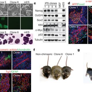 Generation And Characterization Of F P Kd Ips Cells By P