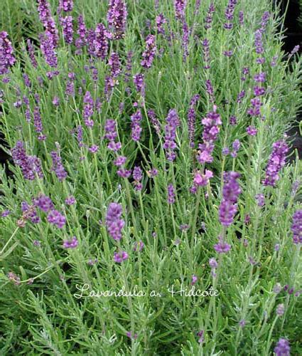 Lavandula Angustifolia ‘hidcote North Coast Perennials