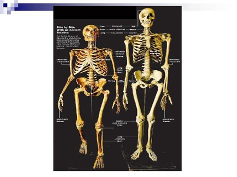 Our Closest Relatives The Neanderthals By Stephen Thai